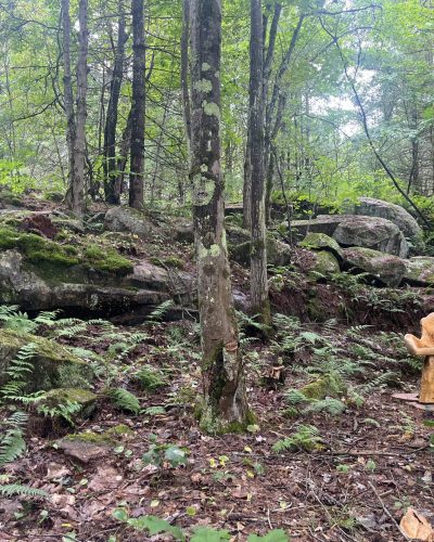 A woman enjoying nature as part of wellness routine