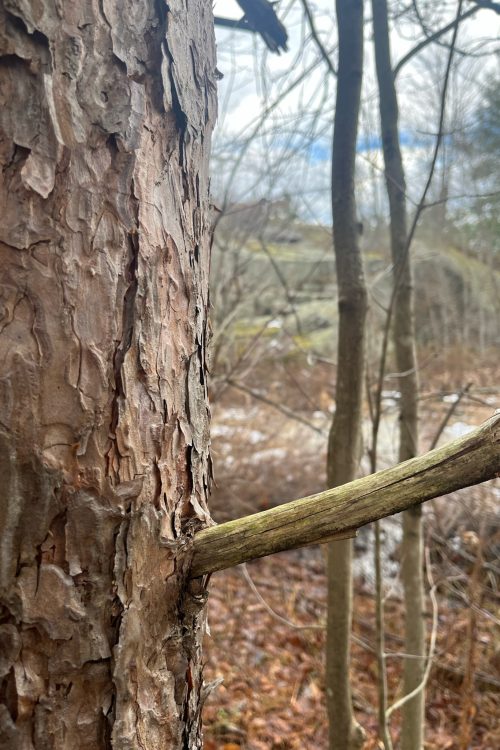 Tree Trunk Forest Peace